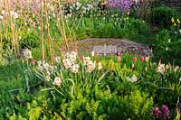 Une vue d'un jardin de coupe avec pourpre Lunaria annua, Tulipa, Narcissus 'Geranium' à Brilley Court Farm, Whitney-on-Wye, Herefordshire, Royaume-Uni.