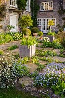 Une terrasse en pierre à côté de la maison, remplie de Myosotis sylvatica et Alchemilla mollis, des pots de Tulipa, des roses standard et des boules de Buxus sempervirens coupées à Brilley Court Farm, Whitney-on-Wye, Herefordshire, Royaume-Uni.