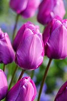 Tulipa - floraison violette