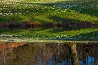 Reflet de la rive de Galanthus - perce-neige - dans le lac.