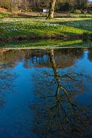 Une banque de Galanthus - perce-neige - et arbre reflété dans le lac du jardin.