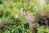 Parterres de jardin avec un mélange de plantes vivaces comme l'astrantia et les feuilles sombresLysimachia ciliata 'Firecracker' avec des digitales auto-ensemencées