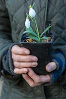 Personne tenant un pot de Galanthus plicatus 'Diggory '.