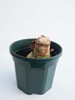 Un bulbe d'Amaryllis placé dans un nouveau pot.