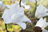 Magnolia 'Voie lactée'