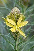 Asphodeline lutea