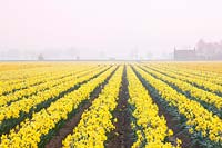 Domaine de Narcisse 'Carlton' dans la brume matinale, bulbes de marcheurs, Lincolnshire, Royaume-Uni.