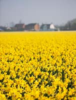 Un champ de Narcisse 'Carlton', Lincolnshire, Royaume-Uni.