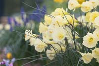 Narcissus bulbocodium x romieuxii - jonquille jupon cerceau