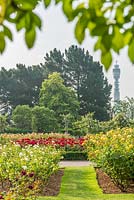 Une vue du Queen Mary's Rosa Garden, Regents Park, Londres