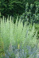 Artemisia absinthium - Absinthe.