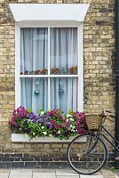Une fenêtre avec pétunia en fleurs.