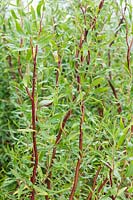 Boucles Salix Scarlet - 'Scarcuzam'