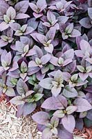 Alternanthera dentata 'Little Ruby'