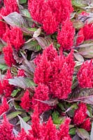 Celosia argentea var. cristata - Groupe Plumosa - 'Smart Look Red'