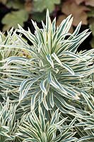 Euphorbia characias 'Tigre de Tasmanie' - euphorbe