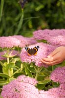 Un Aglais urticae - petit papillon écaille - sur les fleurs de Sedum.