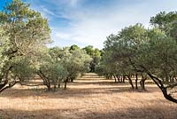 Une vue d'une oliveraie.