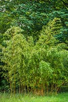 Phyllostachys aureosulcata f. aureocaulis - bambou à rainures jaunes