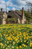 Narcisse mixte - jonquilles - à Hever Castle, Kent.
