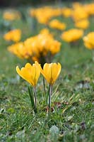 Crocus Vernus 'Mammouth jaune', Oxfordshire