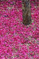 Prunus campanulata 'Felix jury' - Fleur de cerisier japonais tombée, Oxfordshire