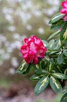 Rhododendron 'Président roosevelt'