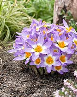 Crocus sieberi subsp. sublimis 'Tricolor '