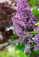 Syringa vulgaris 'Sensation' - Lilas