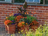 Pots de Salvia, Nemesia, Arctotis, Helitrope et Canna.