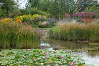 Nénuphars et herbes environnantes de la piscine naturelle à Ellicar Gardens, Nottinghamshire