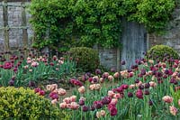 Vue de parterres de tulipes mixtes à Parham House and Gardens dans le Sussex, UK.