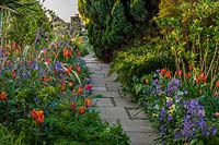 Vue de Tulipa 'Ballerine' en parterres à double ressort à Great Dixter House and Gardens, East Sussex, UK.