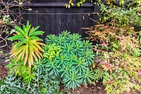 Euphorbia millifera poussant dans un parterre de fleurs mélangé à côté de Nandina - bambou paradisiaque.