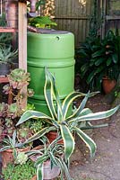 Vue d'un talon d'eau en plastique vert pour recueillir l'eau de pluie, entouré de cactus en pot et de plantes succulentes.