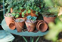 Géraniums et plantes succulentes dans des pots en argile sur une table de bistrot.