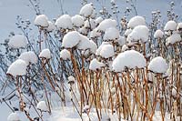 Tiges de Sedum Spectabile dans la neige