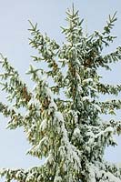 Pinophyta - Conifère avec des cônes dans la neige.