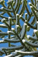 Araucaria araucana - Arbre de puzzle de singe dans la neige.