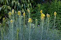 Asphodeline lutea - asphodèle