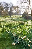 Vue sur les narcisses et les jardins du château de Cholmondeley, Cheshire, Royaume-Uni.