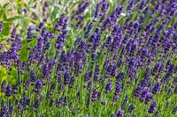 Lavandula 'Hidcote' - lavande anglaise