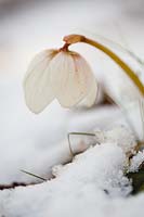 Helleborus odorus poussant dans la neige