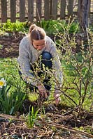 Utilisation d'une fourchette à main pour désherber dans un parterre de fleurs