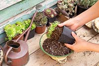 Planter un succulent Sempervivum dans une jardinière faite à partir d'une passoire