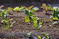 Jeunes plants de Brassica protégés par des filets, Pays de Galles, Royaume-Uni.