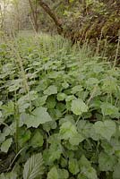 Tolmiea menziesii, Pick a Back ou Piggyback plant riverbank, Pays de Galles, Royaume-Uni.