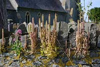 Umbilicus rupestris - Pennywort Wall ou Navelwort, Pays de Galles, Royaume-Uni