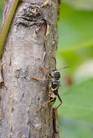 Clytus arietus, Wasp Beetle on Hazel beanpole, habitat de bois mort, Pays de Galles, Royaume-Uni.