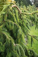 Picea omorika 'Pendula Major'